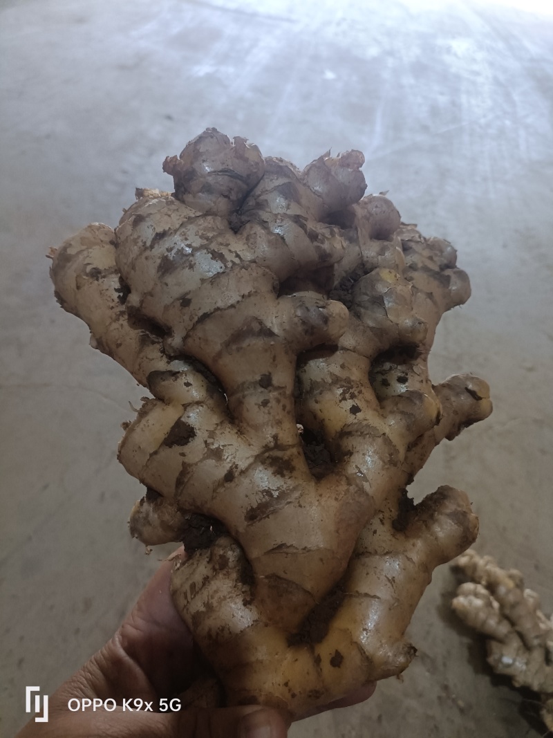 云南小黄姜生姜老姜通货电商货市场货精选好姜（批发更便宜）