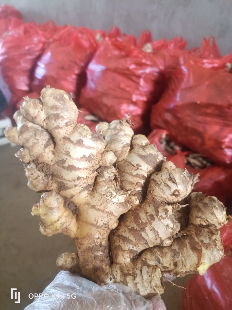 云南小黄姜生姜老姜通货电商货市场货精选好姜（批发更便宜）