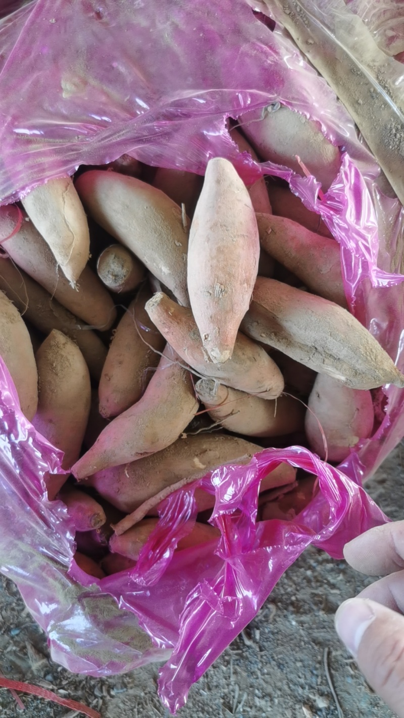 河北红薯，雄县沙地龙九，龙薯九通货，龙薯九