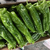 301辣椒，芜湖椒，直供产地，对接电商，全国代办代发