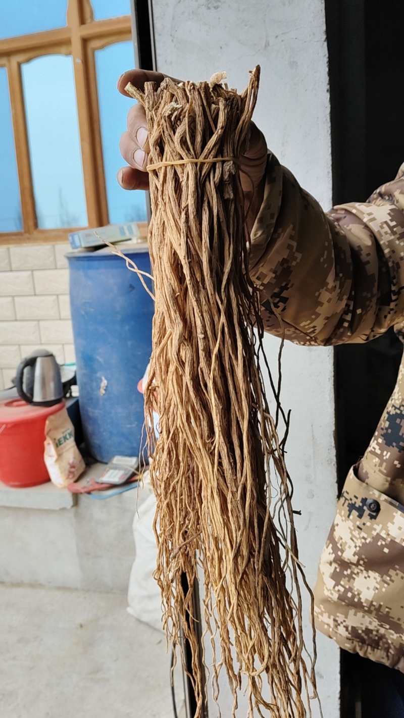 甘肃白皮关防风尾巴