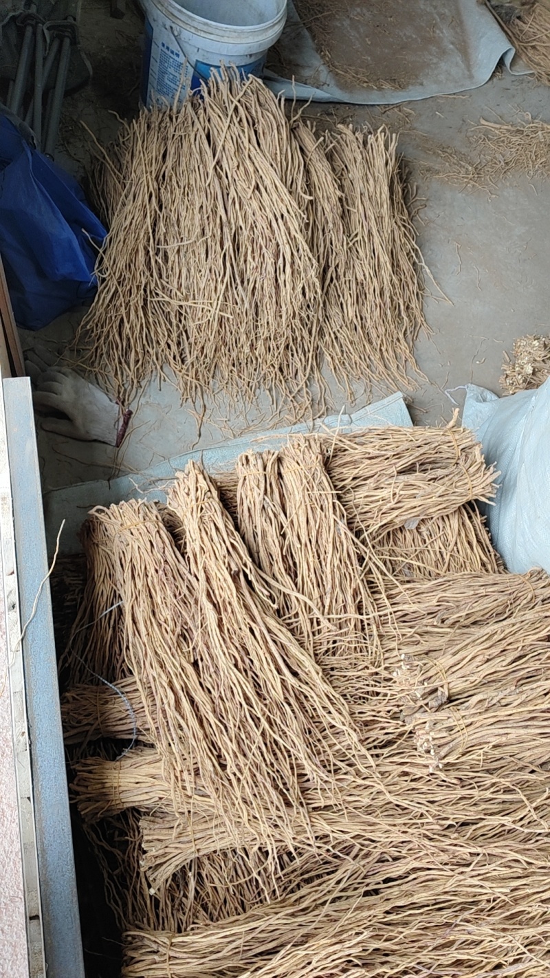 甘肃白皮关防风尾巴