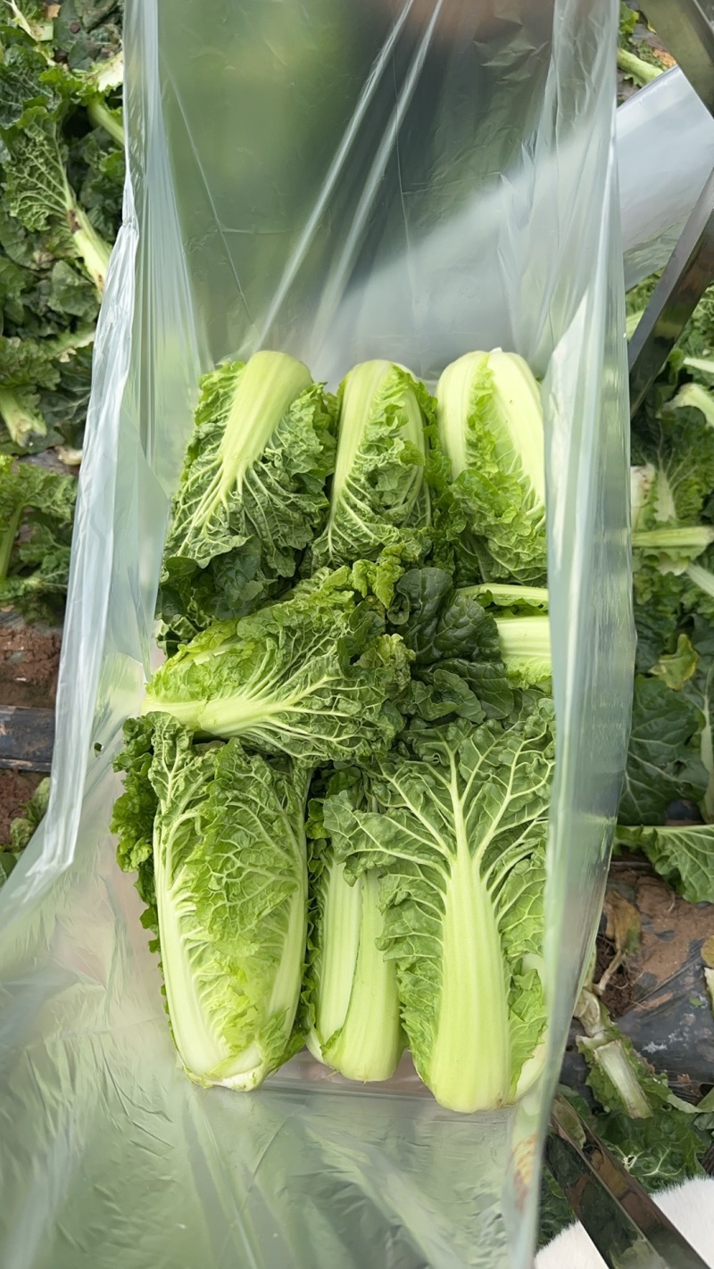 高山精品毛白菜