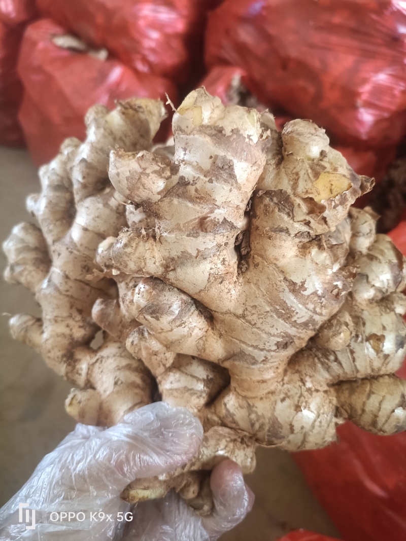 小黄姜大量上市中/对接市场商超/规格齐全/一条龙服务