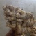 小黄姜大量上市中/对接市场商超/规格齐全/一条龙服务