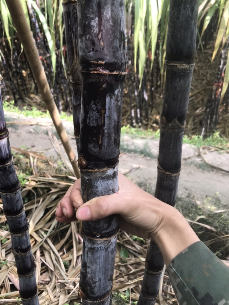 云南德宏黑皮甘蔗产地货源一手价格