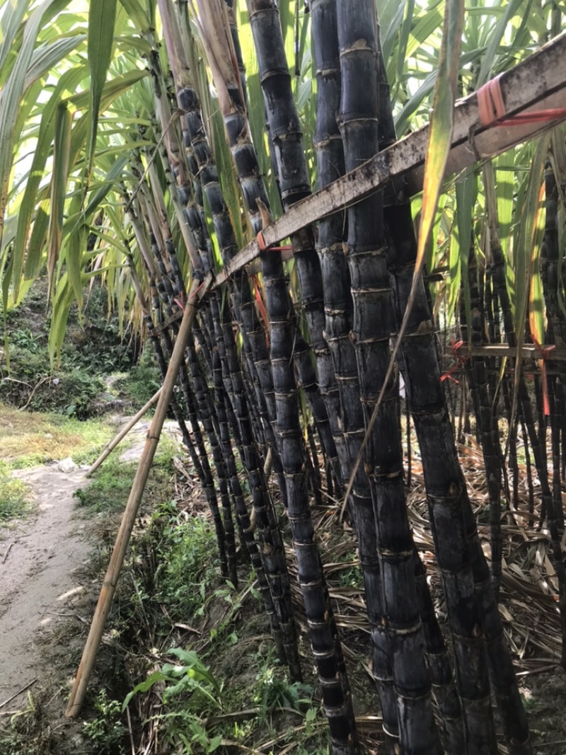 云南德宏黑皮甘蔗产地货源一手价格