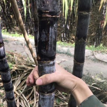 云南德宏黑皮甘蔗产地货源一手价格