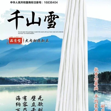 杜绝假货豇豆种子荚条白色耐高温耐湿稳产厚肉早熟