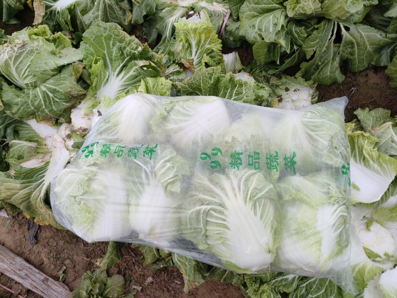 鸡腿白菜