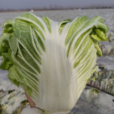 鸡腿白菜
