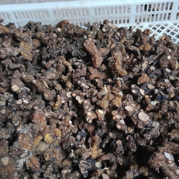 蒸过一次野生黄精