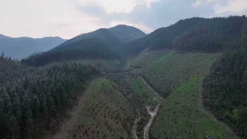 广西桂林市灌阳县西山乡高山雪萝卜