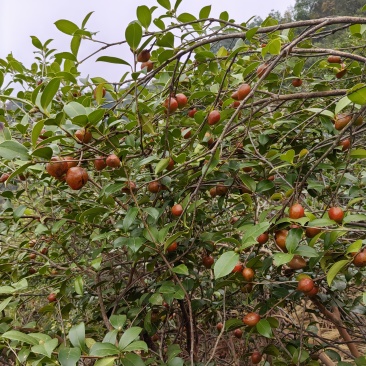 高山山茶油