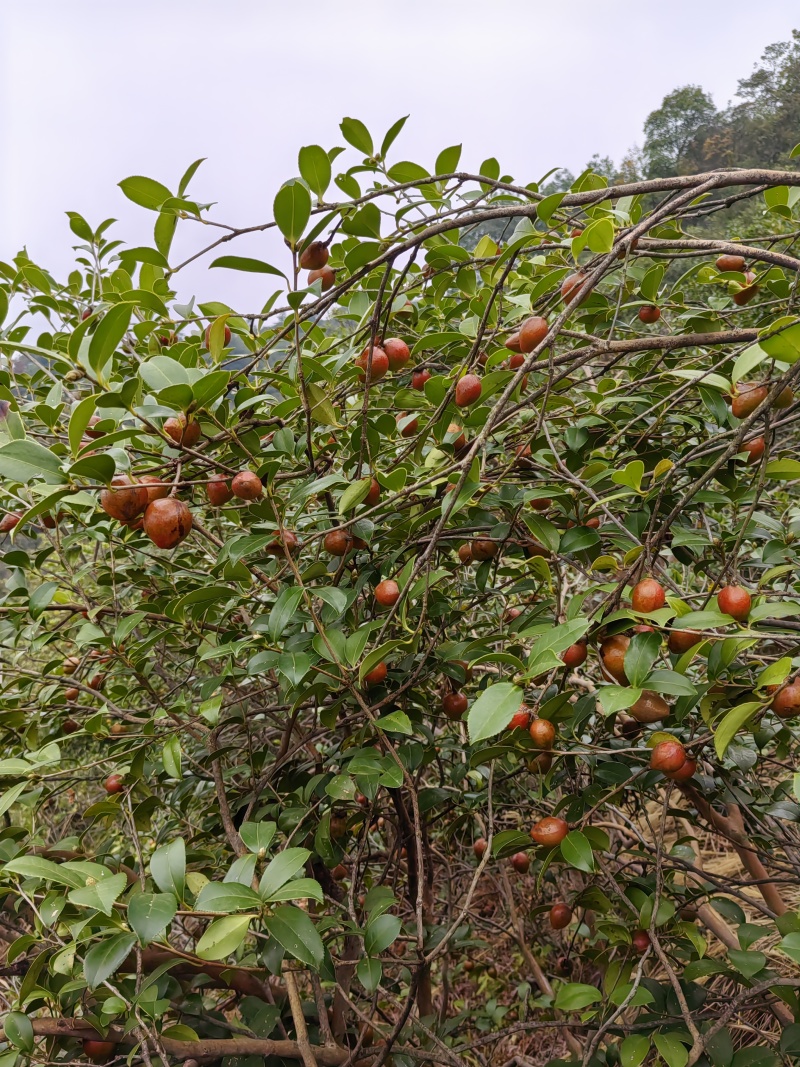 高山山茶油