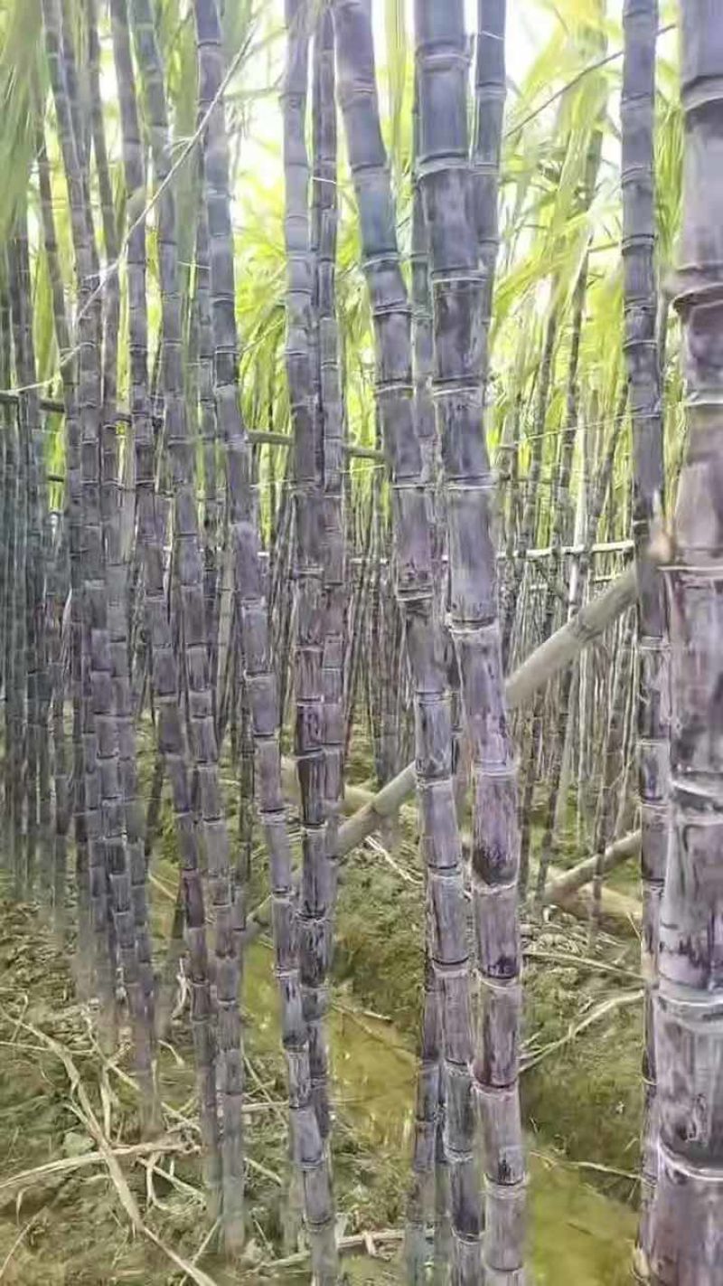 广西黑皮甘蔗甘蔗囤货季薄利多销产地一手价脆甜多汁