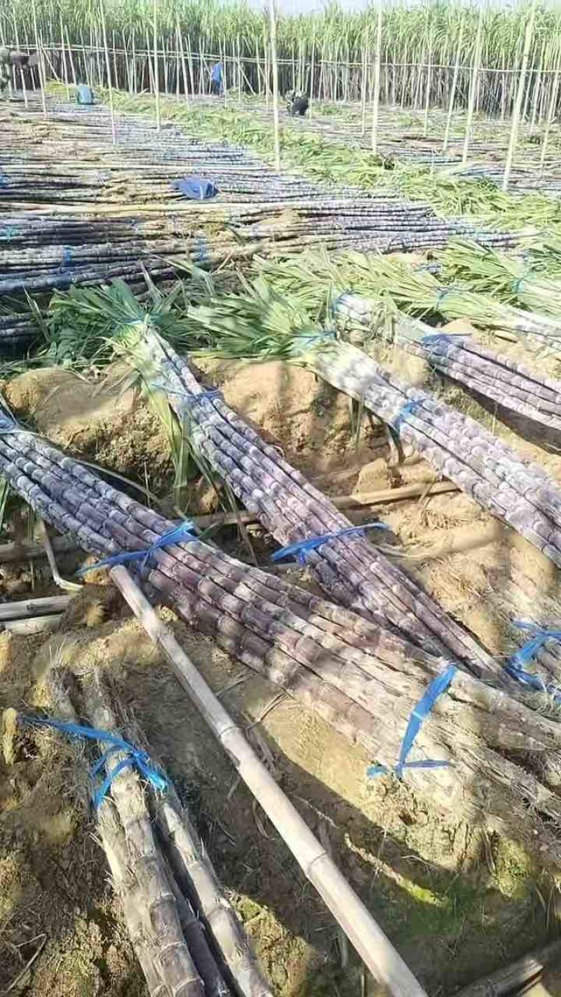 广西黑皮甘蔗甘蔗囤货季薄利多销产地一手价脆甜多汁