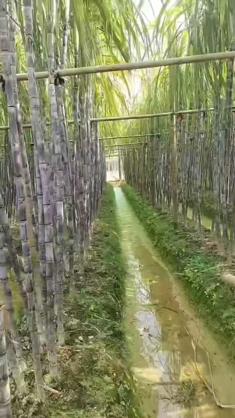 广西黑皮甘蔗甘蔗囤货季薄利多销产地一手价脆甜多汁