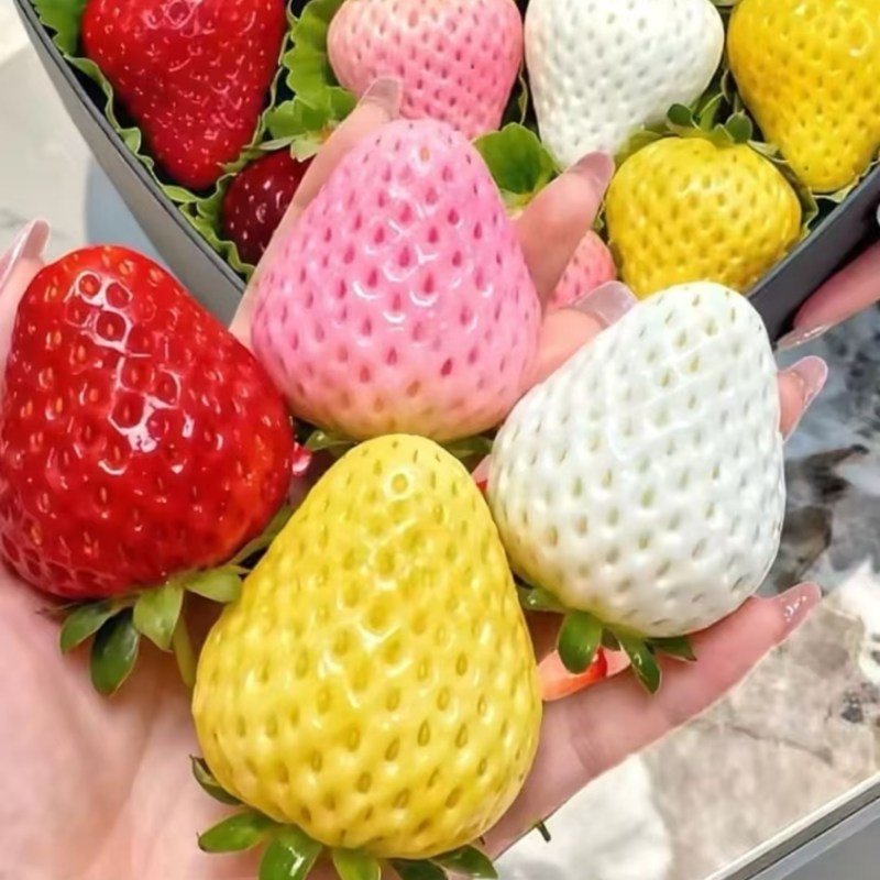 【草莓】丹东精品红颜草莓大量上市产地供货可对接电商