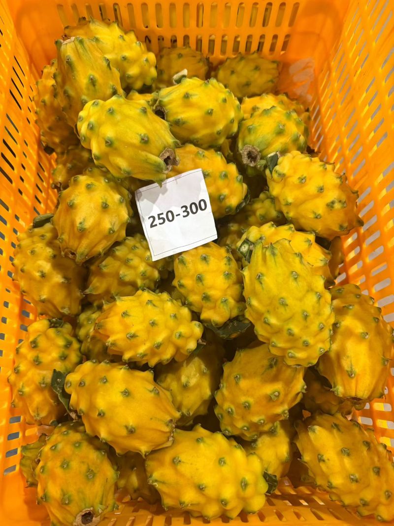 云南海南燕窝果麒麟果精品礼盒商超市场社区团购盒马山姆好果