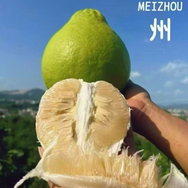 梅州金柚