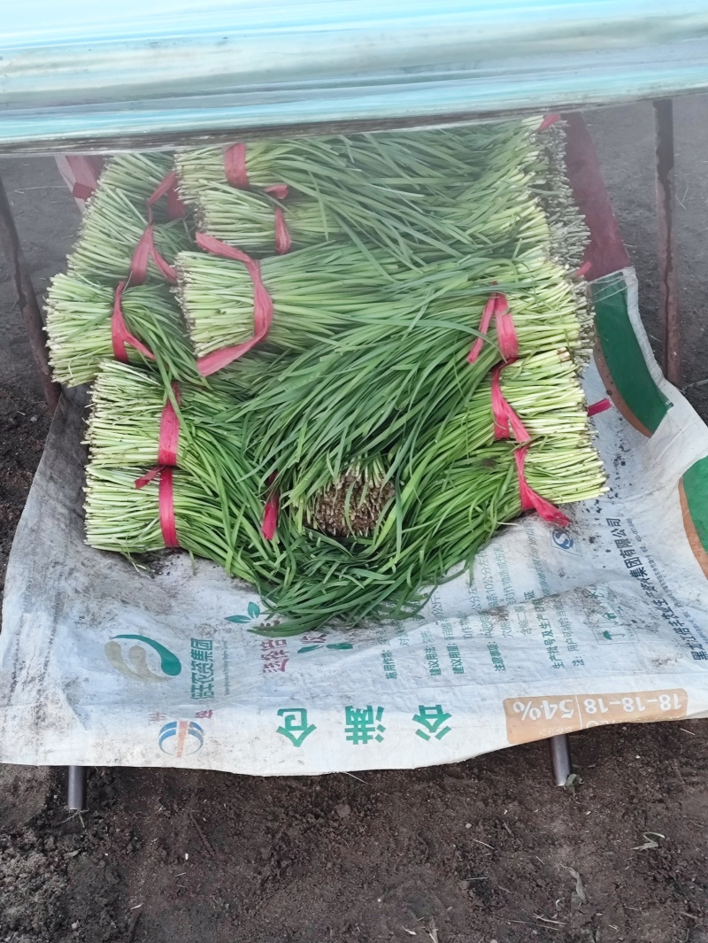 特别好的二刀韭菜。产地直发，价格优惠。