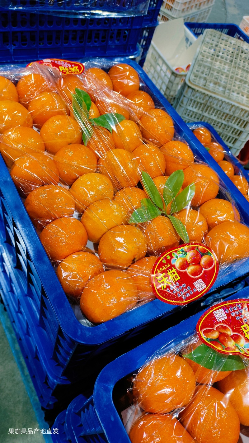 【优选沃柑】正宗广西沃柑各种规格对接全国客商价格优惠