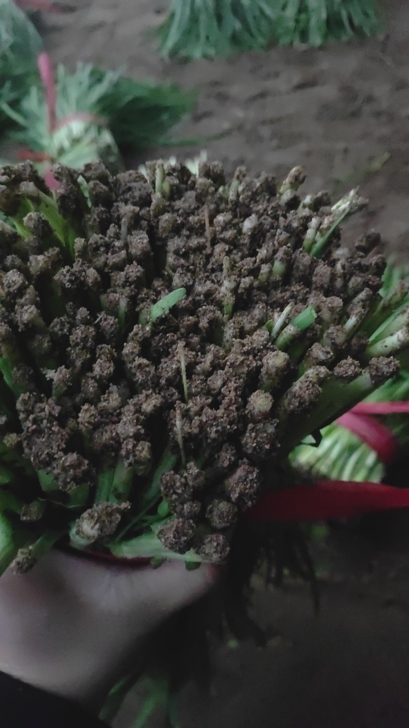 特别好的二刀韭菜，价格优惠，产地直发，需要联系。