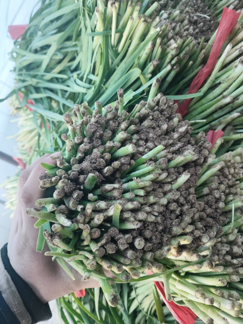 特别好的二刀韭菜，需要联系。