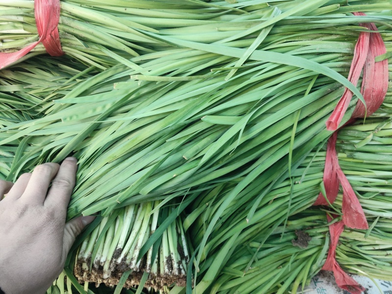 特别好的二刀韭菜，需要联系。