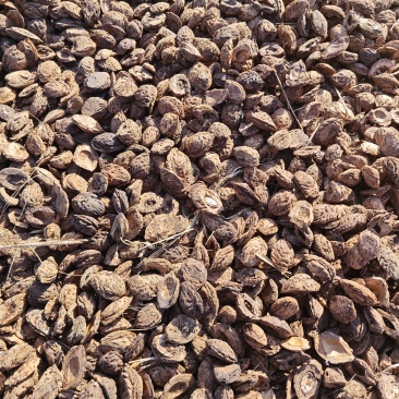 求购桃核，桃胡壳