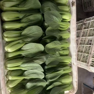 上海青，产地直销，优质蔬菜，可代发全国