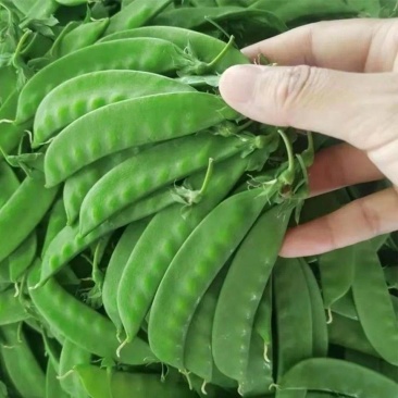 荷兰豆现摘荷兰豆新鲜农家荚豆甜脆荷兰豌豆整车打冷一件代