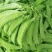 荷兰豆现摘荷兰豆新鲜农家荚豆甜脆荷兰豌豆整车打冷一件代