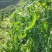 荷兰豆现摘荷兰豆新鲜农家荚豆甜脆荷兰豌豆整车打冷一件代