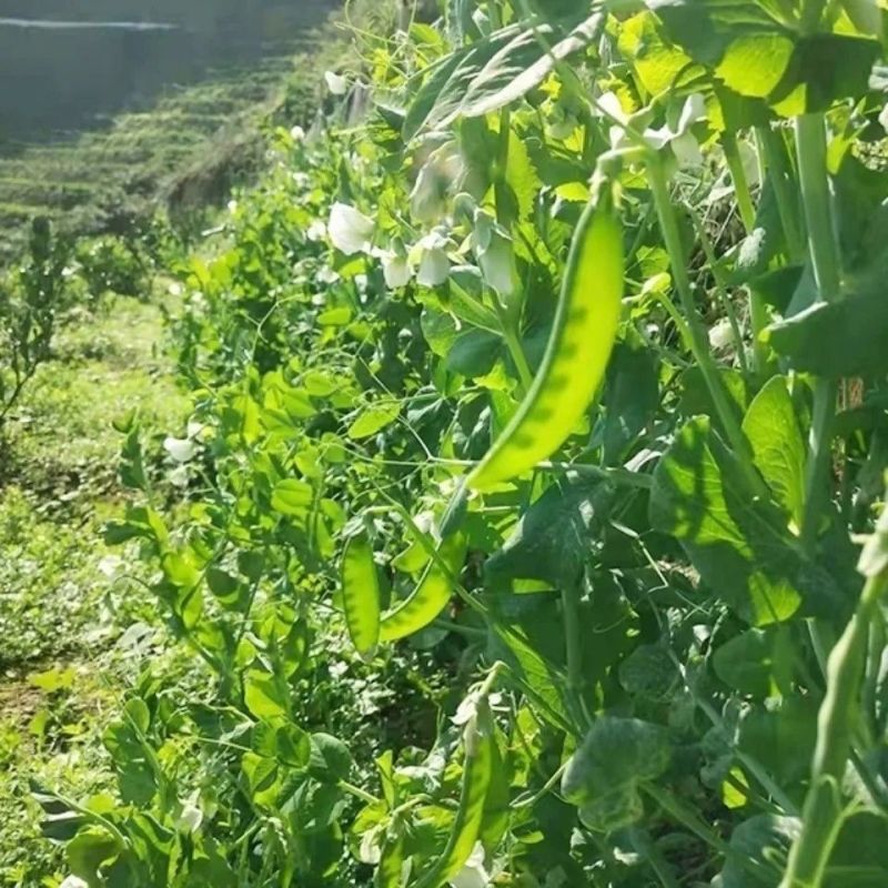 荷兰豆现摘荷兰豆新鲜农家荚豆甜脆荷兰豌豆整车打冷一件代