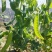 荷兰豆现摘荷兰豆新鲜农家荚豆甜脆荷兰豌豆整车打冷一件代