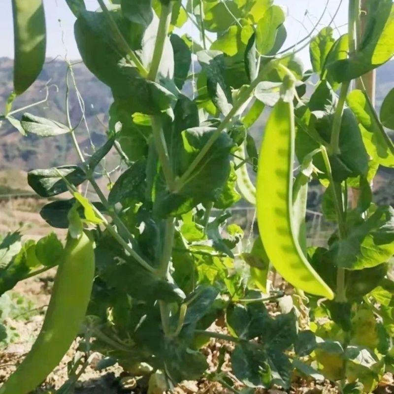 荷兰豆现摘荷兰豆新鲜农家荚豆甜脆荷兰豌豆整车打冷一件代