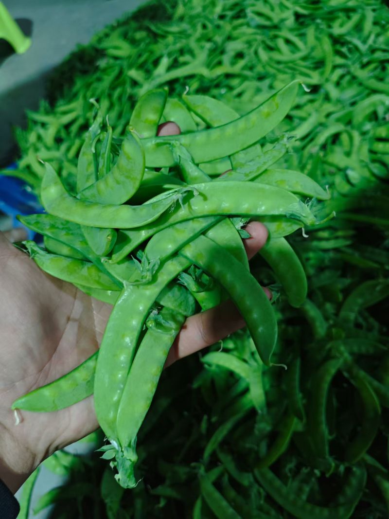 荷兰豆现摘荷兰豆新鲜农家荚豆甜脆荷兰豌豆整车打冷一件代
