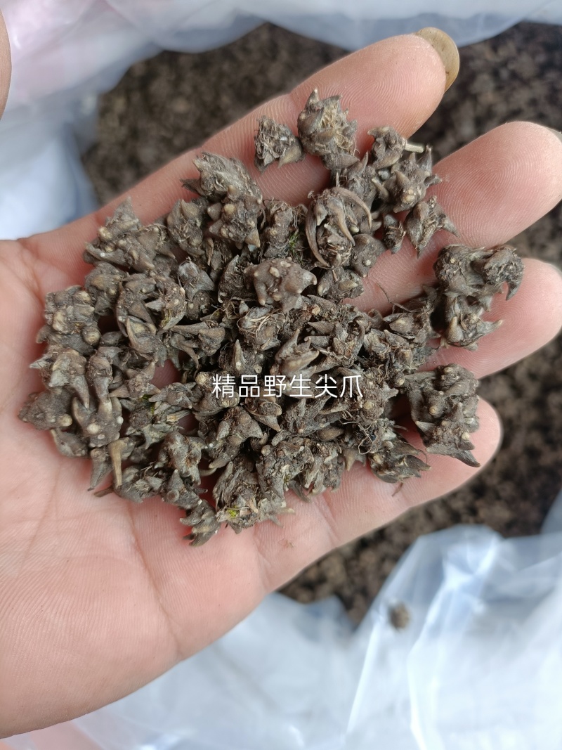 猫爪草纯野生尖爪猫爪草，精品