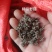 猫爪草纯野生尖爪猫爪草，精品