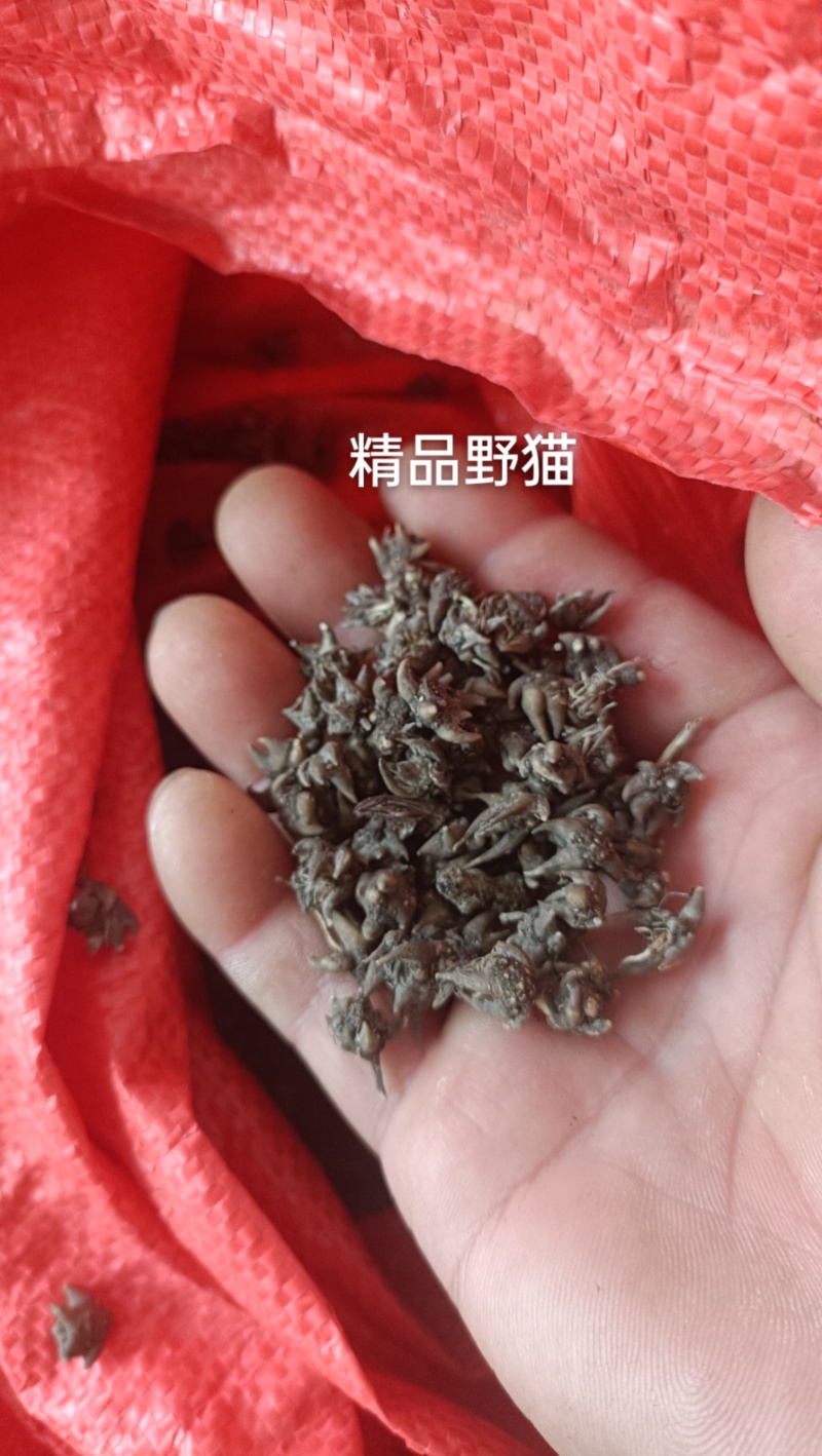 猫爪草纯野生尖爪猫爪草，精品