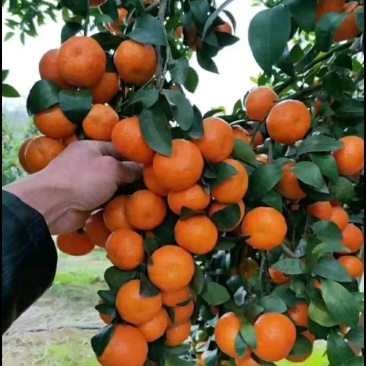 精品沙糖桔