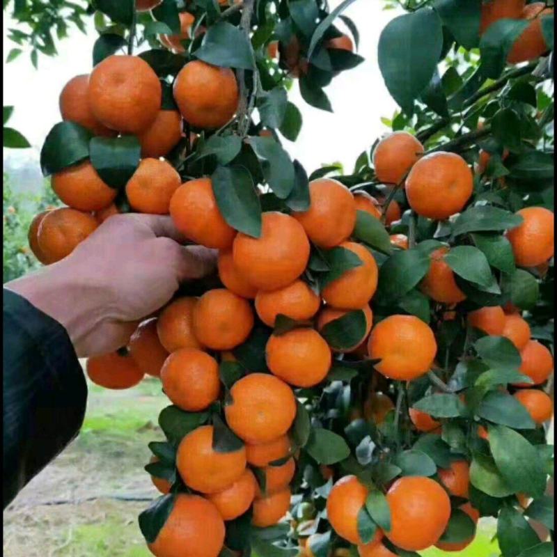精品沙糖桔