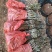 台湾13号苹果枣嫁接苗，早熟雪丽苹果枣苗雪蜜苹果枣，