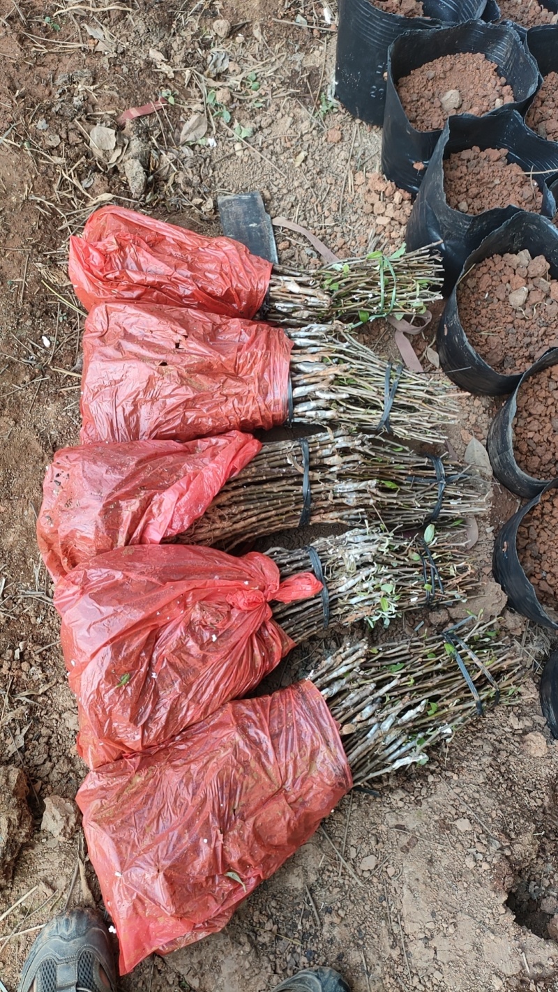 台湾13号苹果枣嫁接苗，早熟雪丽苹果枣苗雪蜜苹果枣，