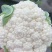 贵州遵义花菜上市花白菜白花菜椰菜西兰花，全国发货