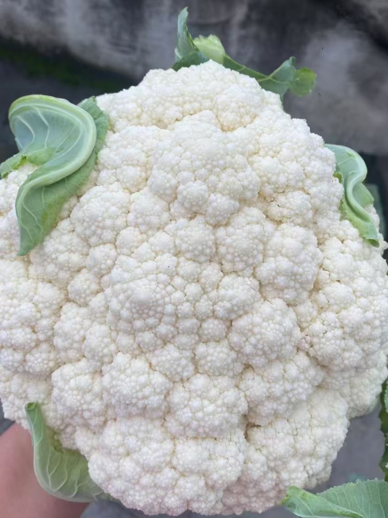 贵州遵义花菜上市花白菜白花菜椰菜西兰花，全国发货
