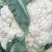 贵州遵义花菜上市花白菜白花菜椰菜西兰花，全国发货