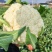 贵州遵义花菜上市花白菜白花菜椰菜西兰花，全国发货